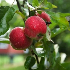 Apple 'Worcester Pearmain'