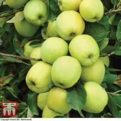 Apple 'Golden Delicious' -Cheap Tree Foliage Store APPL TKA0855 A1