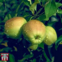 Apple 'Golden Delicious' -Cheap Tree Foliage Store APPL TKA0855 D