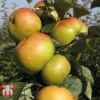 Apple 'Bramley 20' -Cheap Tree Foliage Store APPL TKA1745 D