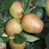 Apple 'Adam's Pearmain' -Cheap Tree Foliage Store APPL TKA1807 A