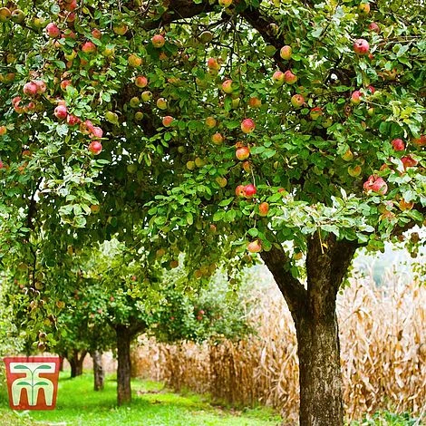 Apple 'Blenheim Orange' 4 Apple 'Blenheim Orange' - Image 2