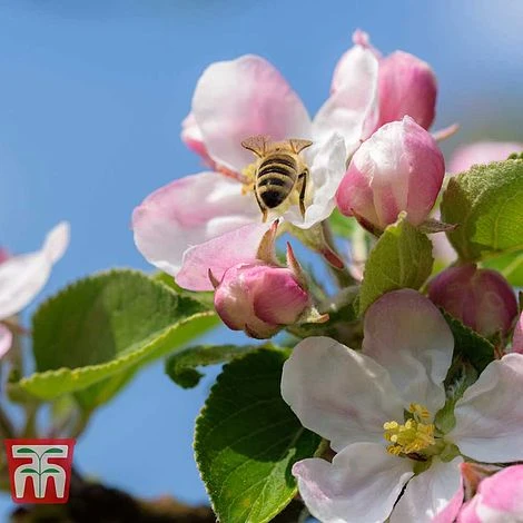 Apple 'Blenheim Orange' 5 Apple 'Blenheim Orange' - Image 3