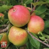 Apple 'Christmas Pippin' -Cheap Tree Foliage Store APPL TKA1821 A1