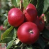 Apple 'Discovery' -Cheap Tree Foliage Store APPL TKA1825 A