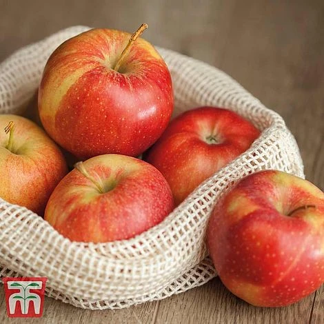 Apple 'Gala' 5 Apple 'Gala' - Image 3