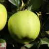 Apple 'Greensleeves' -Cheap Tree Foliage Store APPL TKA1837 A