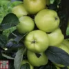 Apple 'Keswick Codlin' -Cheap Tree Foliage Store APPL TKA1847 A