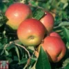 Apple 'Laxton's Superb' -Cheap Tree Foliage Store APPL TKA1851 A