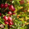 Apple 'Paradice Gold' -Cheap Tree Foliage Store APPL TKA1859 B
