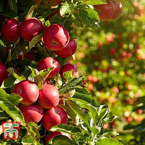 Apple 'Paradice Gold' 3 Apple 'Paradice Gold'