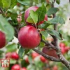 Apple 'Red Devil' -Cheap Tree Foliage Store APPL TKA1861 A1