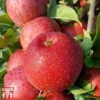 Apple 'Red Windsor' 1 Apple 'Red Windsor' -Cheap Tree Foliage Store APPL TKA1863 A