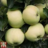Apple 'Reverend W. Wilks' -Cheap Tree Foliage Store APPL TKA1865 A