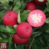 Apple 'Rosette' -Cheap Tree Foliage Store APPL TKA1867 A