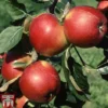 Apple 'Santana' -Cheap Tree Foliage Store APPL TKA1869 A