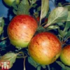 Apple 'Sunset' 2 Apple 'Sunset' -Cheap Tree Foliage Store APPL TKA1877 A