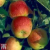 Apple 'Winter Gem' -Cheap Tree Foliage Store APPL TKA1883 A