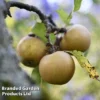 Apple 'Egremont Russet' -Cheap Tree Foliage Store APPLE MH 78370 A