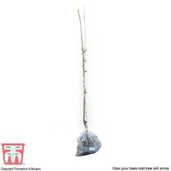 Apple 'Spartan' 7 Apple 'Spartan' -Cheap Tree Foliage Store APPl T71127 D