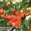 Apricot 'Flavorcot'® 2 Apricot 'Flavorcot'® -Cheap Tree Foliage Store APRI CWW3222 C