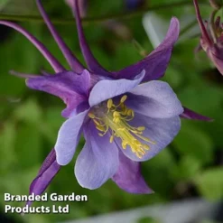 Aquilegia ‘Earlybird™ Purple Blue’ -Cheap Tree Foliage Store AQUI EARLYPURP S40383