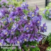 Aquilegia ‘Earlybird™ Purple Blue’ -Cheap Tree Foliage Store AQUI EARLYPURP S40384
