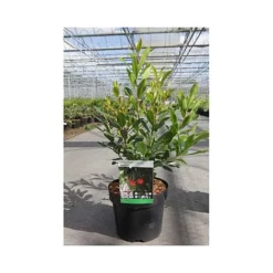 Arbutus Unedo 'Compacta' -Cheap Tree Foliage Store ARBU T66053 A h