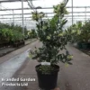 Arbutus Unedo 'Atlantic' 2 Arbutus Unedo 'Atlantic' -Cheap Tree Foliage Store ARBU ATLANTIC S45251