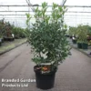 Arbutus Unedo 'Roselily' -Cheap Tree Foliage Store ARBU ROSELILY S45252