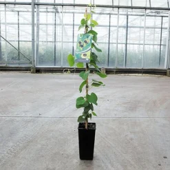 Cheap Tree Foliage Store -Cheap Tree Foliage Store ARIS DURIOR S45250 NOW