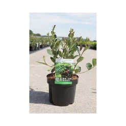 Aronia X Prunifolia 'Autumn Magic' -Cheap Tree Foliage Store ARON T66054 A h