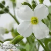 Aubretia Gracilis 'Kitte White' -Cheap Tree Foliage Store AUBR 63896 A
