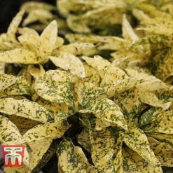 Aucuba Japonica 'Crotonifolia' -Cheap Tree Foliage Store AUCU T66058 B