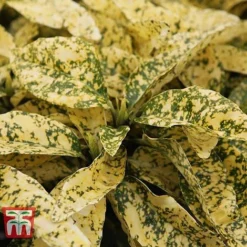 Aucuba Japonica 'Crotonifolia' -Cheap Tree Foliage Store AUCU T66058 C