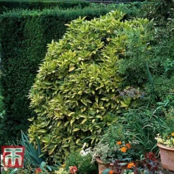 Aucuba Japonica 'Crotonifolia' -Cheap Tree Foliage Store AUCU T66058 E