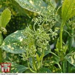 Aucuba Japonica 'Crotonifolia' -Cheap Tree Foliage Store AUCU T66058 F1