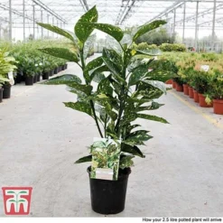Aucuba Japonica 'Crotonifolia' -Cheap Tree Foliage Store AUCU T66058 S