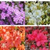 Azalea 'Dwarf Collection' -Cheap Tree Foliage Store AZAL 51902 A2