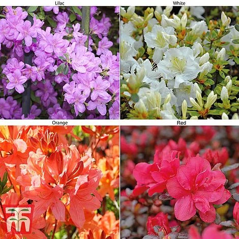 Azalea 'Dwarf Collection' 3 Azalea 'Dwarf Collection'