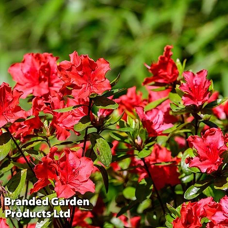 Azalea 'Japanese Red' 7 Azalea 'Japanese Red' - Image 5