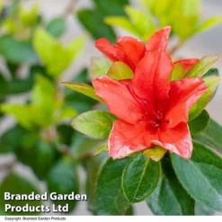 Azalea 'Japanese Red' 16 Azalea 'Japanese Red' -Cheap Tree Foliage Store AZAL STDJAPRED U39305