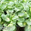 Barbarea Vulgaris 'Variegated Winter Cream' -Cheap Tree Foliage Store BARB 63898 A