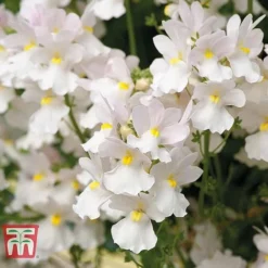 White Hanging Basket Duo -Cheap Tree Foliage Store BASK T15787 C