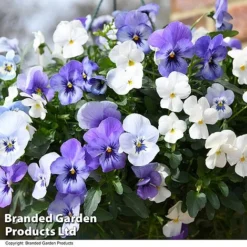 Viola 'Ocean Blues Collection' -Cheap Tree Foliage Store BASK PREPLVIOL T49368