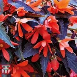 Begonia 'Bossa Nova Night Fever Papaya' -Cheap Tree Foliage Store BEGO KA8763 B