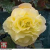 Begonia 'Fragrant Falls Improved™ - Lemon Delight' -Cheap Tree Foliage Store BEGO KB2774 A