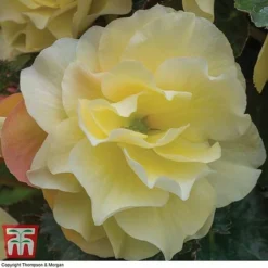 Begonia 'Fragrant Falls Improved™ - Lemon Delight' -Cheap Tree Foliage Store BEGO KB2774 C
