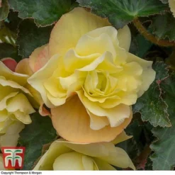 Begonia 'Fragrant Falls Improved™ - Lemon Delight' -Cheap Tree Foliage Store BEGO KB2774 D