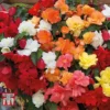 Begonia X Tuberhybrida 'Illumination Mixed' -Cheap Tree Foliage Store BEGO P86758 A